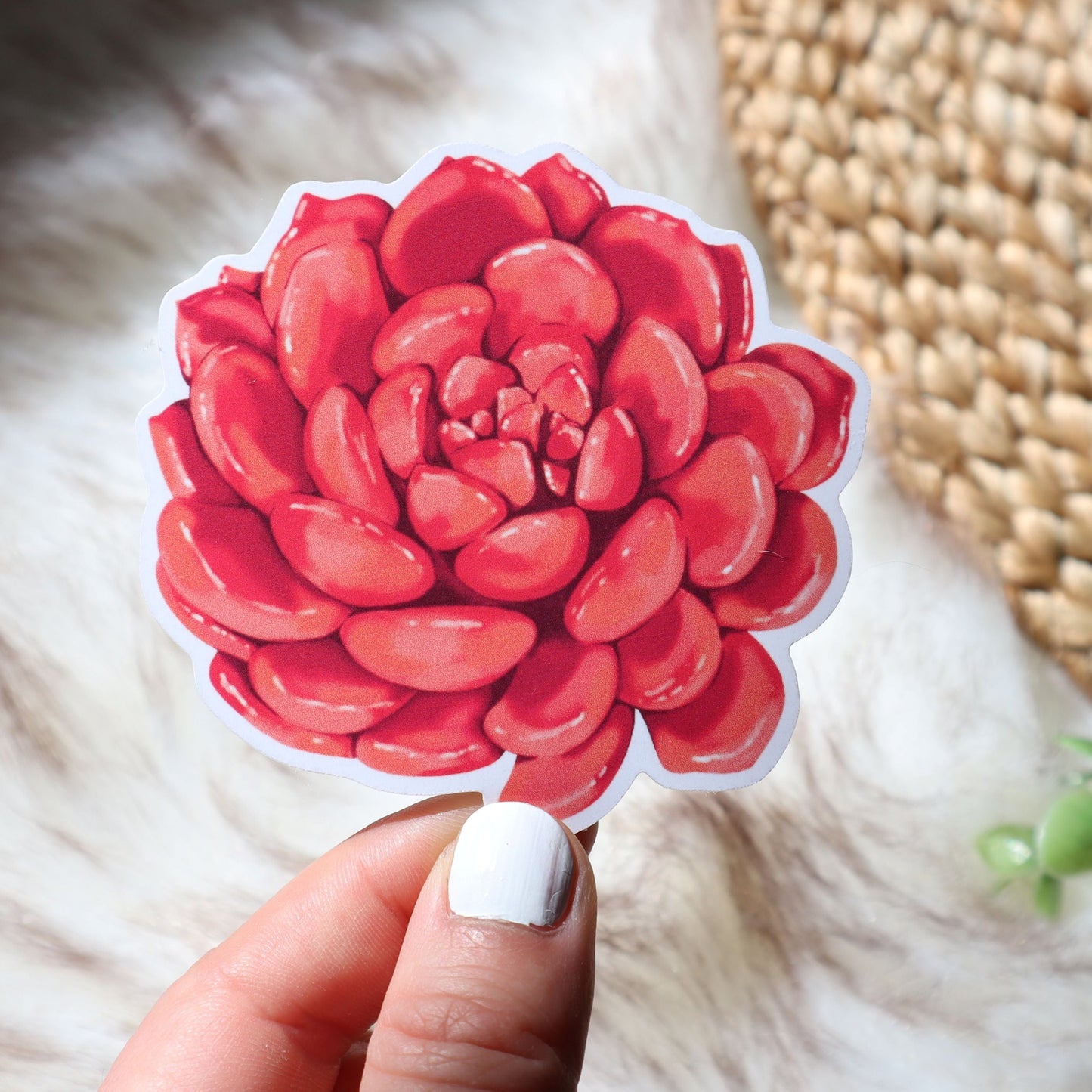Ruby Red Succulents