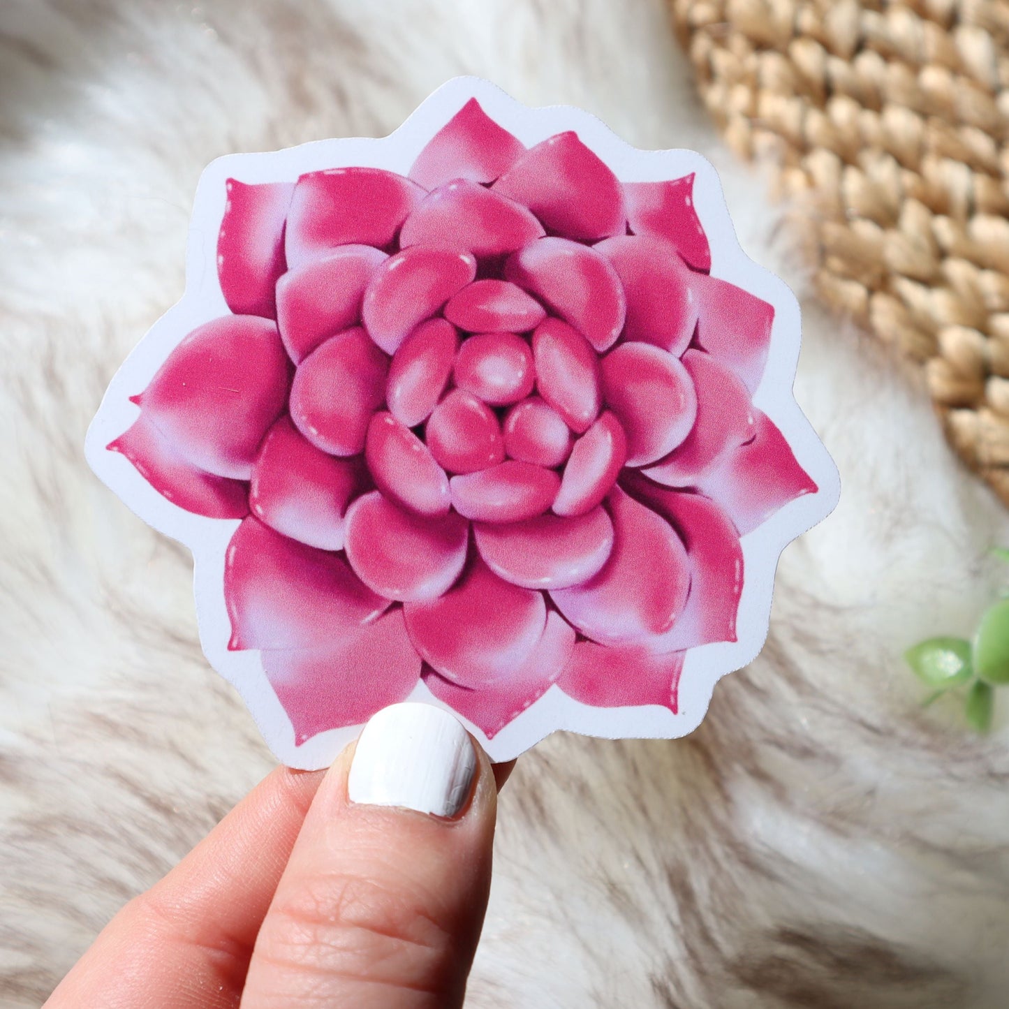 Deep Magenta Succulent